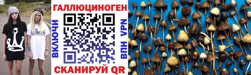 Галлюциногенные грибы Psilocybe Калининград
